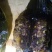 红脚蚂蚱丁蜢蝗虫钉蜢，寻找长期合作伙伴。