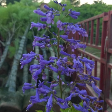 蓝花楹，蓝色花朵，市政园林绿化