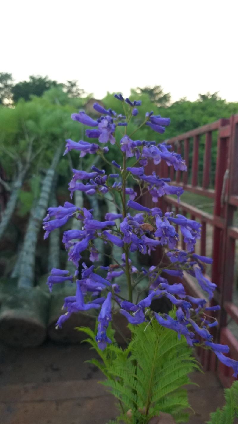 蓝花楹，蓝色花朵，市政园林绿化