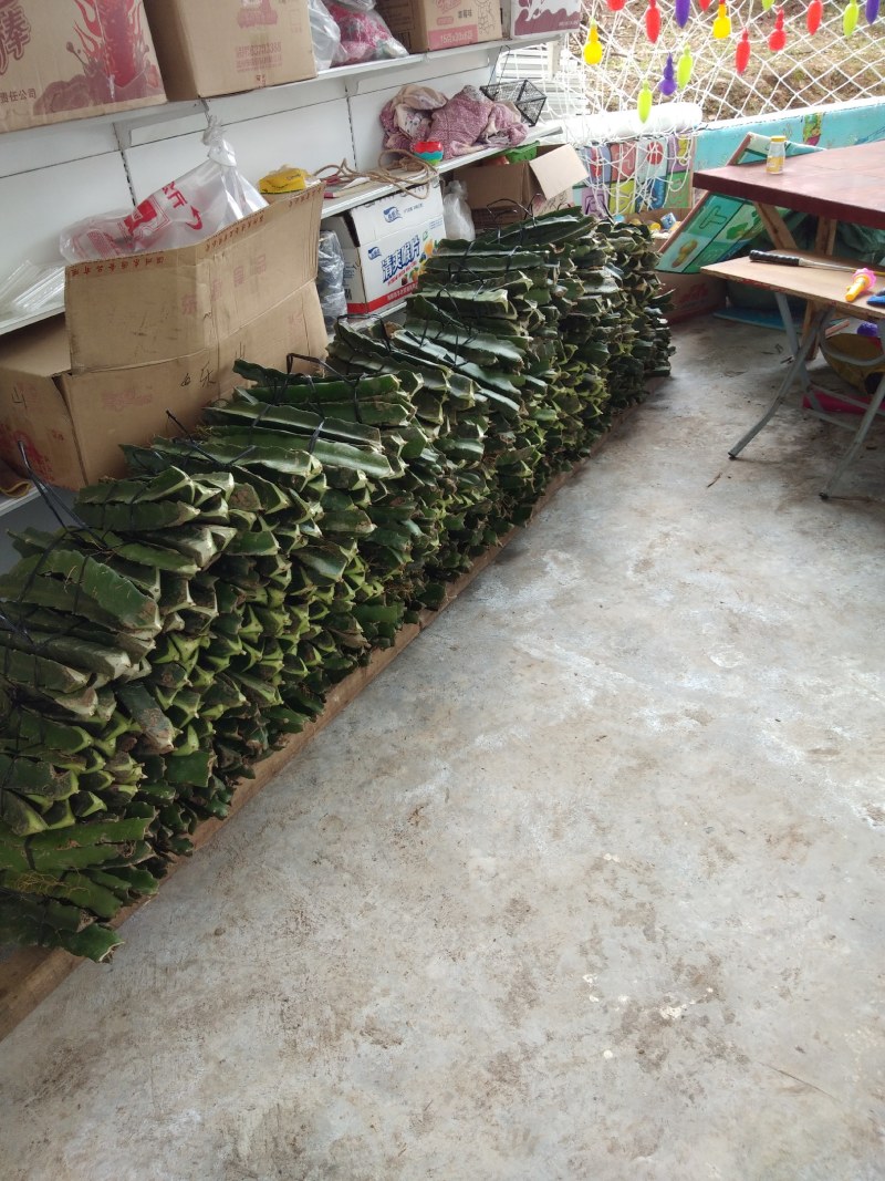 红心火龙果苗全程技术支持包成活乐山水果苗约30cm