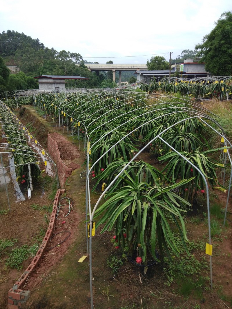 红心火龙果苗全程技术支持包成活乐山水果苗约30cm