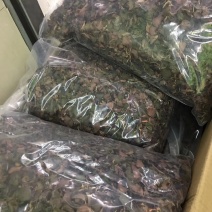 金线莲干品红霞特级大货批发，货源充足，质量保证