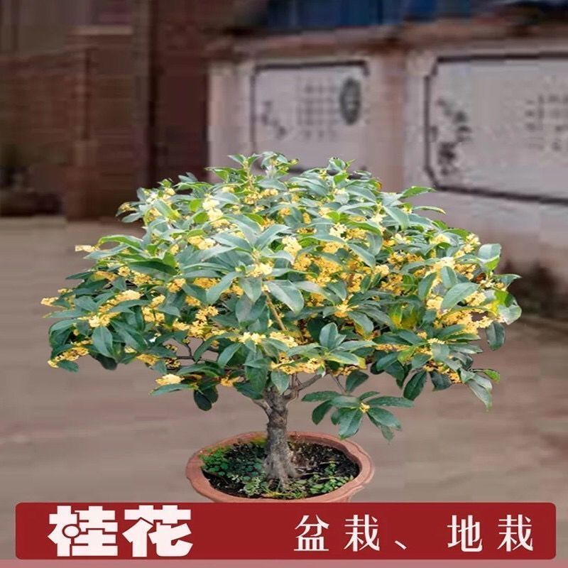 四季开花桂花盆栽树苗花苗带花苞客厅室内花卉好养植物金桂丹