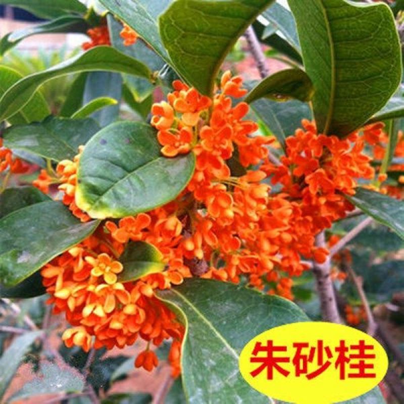 四季开花桂花盆栽树苗花苗带花苞客厅室内花卉好养植物金桂丹