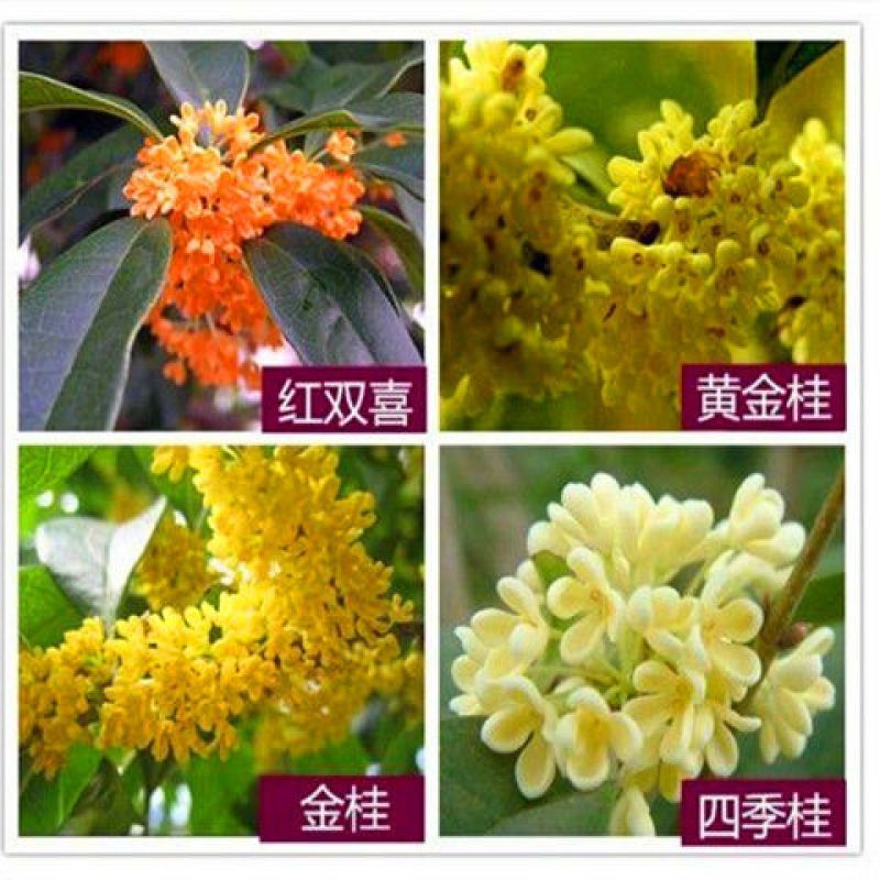 四季开花桂花盆栽树苗花苗带花苞客厅室内花卉好养植物金桂丹