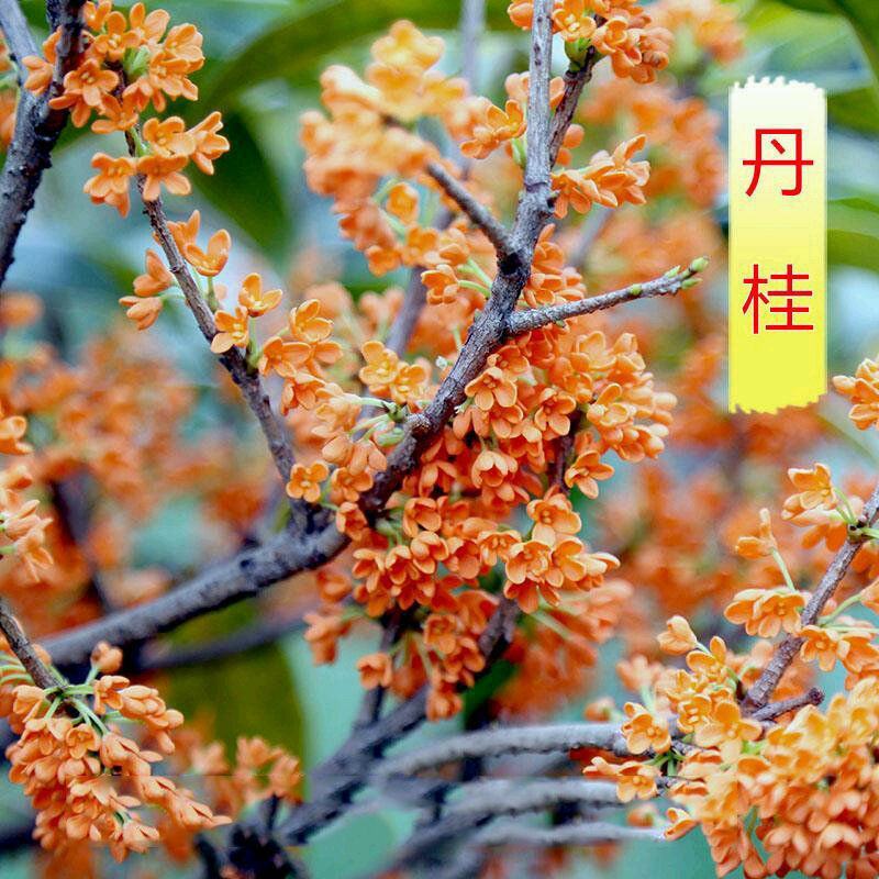 四季开花桂花盆栽树苗花苗带花苞客厅室内花卉好养植物金桂丹