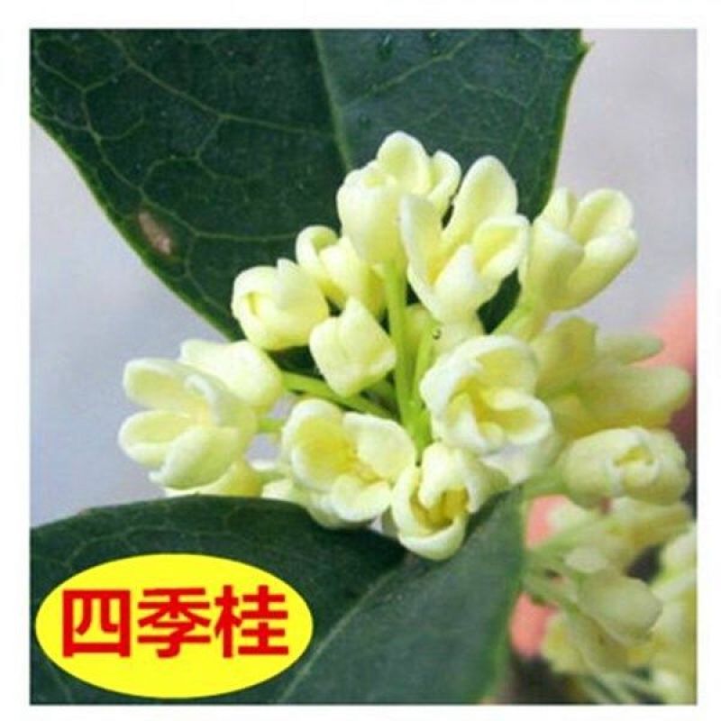 四季开花桂花盆栽树苗花苗带花苞客厅室内花卉好养植物金桂丹