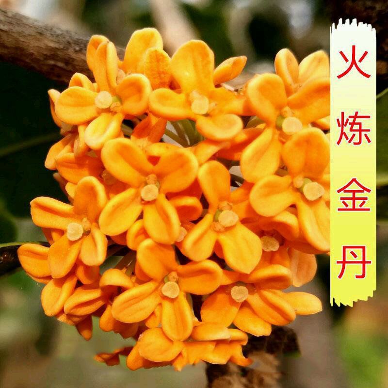 四季开花桂花盆栽树苗花苗带花苞客厅室内花卉好养植物金桂丹