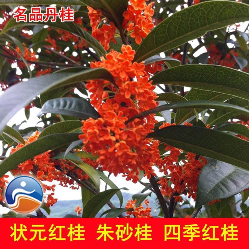 四季开花桂花盆栽树苗花苗带花苞客厅室内花卉好养植物金桂丹