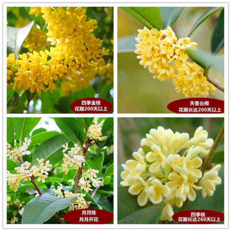 四季开花桂花盆栽树苗花苗带花苞客厅室内花卉好养植物金桂丹