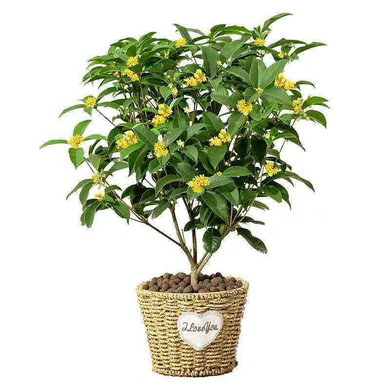 四季开花桂花盆栽树苗花苗带花苞客厅室内花卉好养植物金桂丹