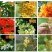 四季开花桂花盆栽树苗花苗带花苞客厅室内花卉好养植物金桂丹