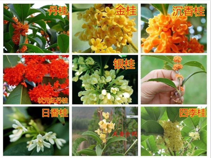四季开花桂花盆栽树苗花苗带花苞客厅室内花卉好养植物金桂丹