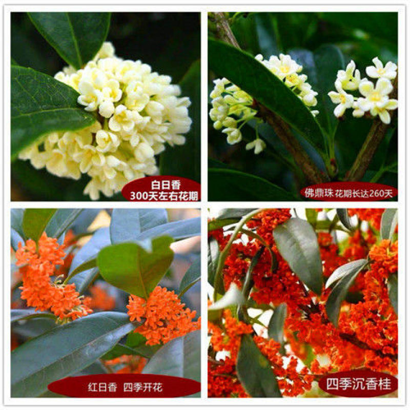 四季开花桂花盆栽树苗花苗带花苞客厅室内花卉好养植物金桂丹