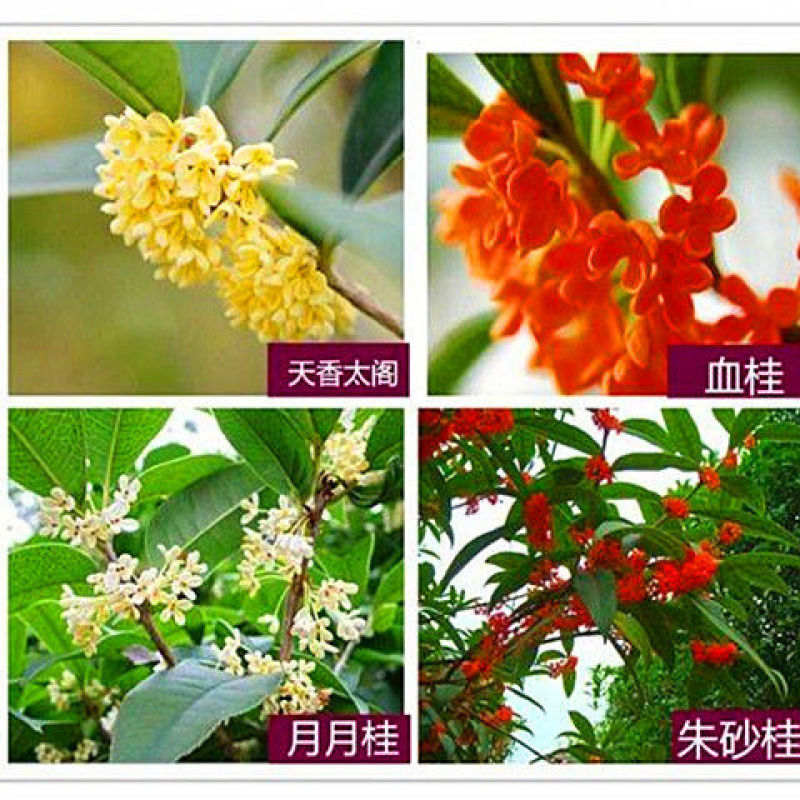 四季开花桂花盆栽树苗花苗带花苞客厅室内花卉好养植物金桂丹