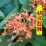 四季开花桂花盆栽树苗花苗带花苞客厅室内花卉好养植物金桂丹