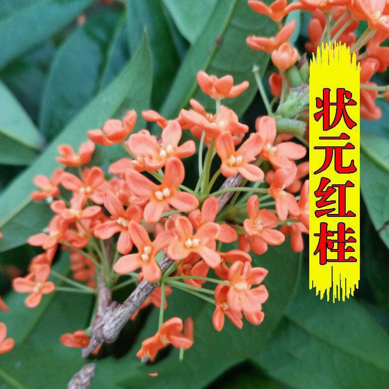 四季开花桂花盆栽树苗花苗带花苞客厅室内花卉好养植物金桂丹