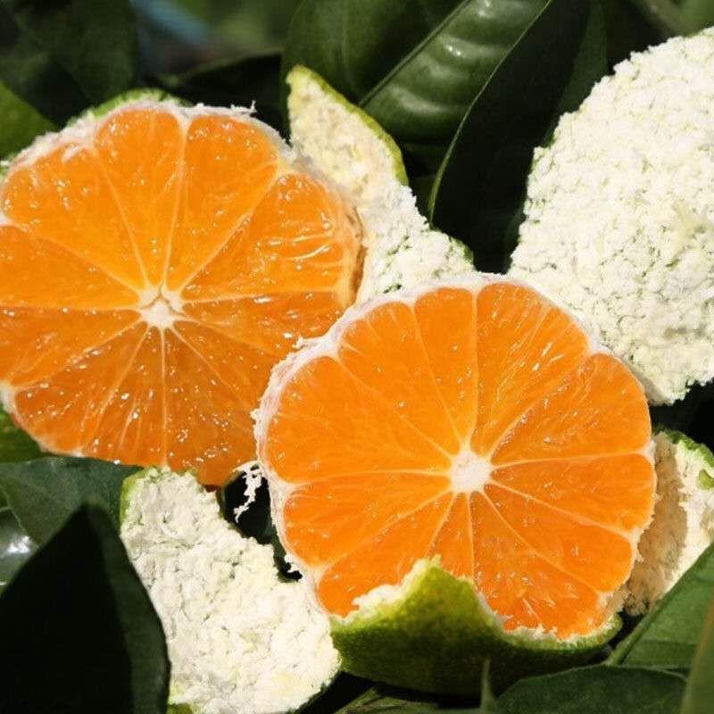 青皮蜜橘苗嫁接柑橘树苗甘甜可口适合各地种植