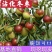 沾化冬枣树苗优质嫁接枣树苗脆甜可口基地直发现挖现发