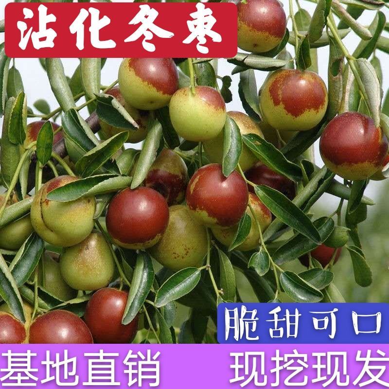 沾化冬枣树苗优质嫁接枣树苗脆甜可口基地直发现挖现发