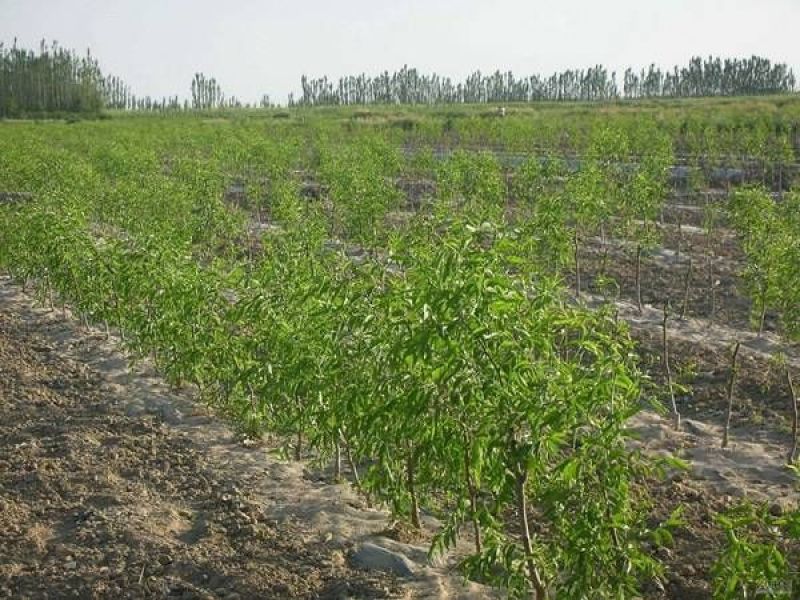 沾化冬枣树苗优质嫁接枣树苗脆甜可口基地直发现挖现发
