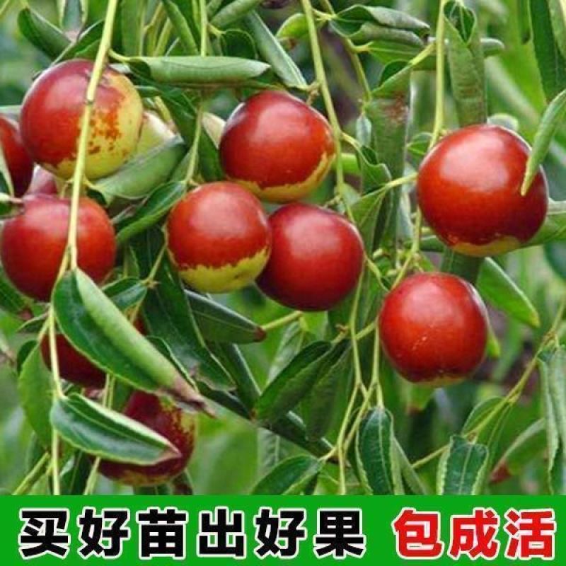 沾化冬枣树苗优质嫁接枣树苗脆甜可口基地直发现挖现发