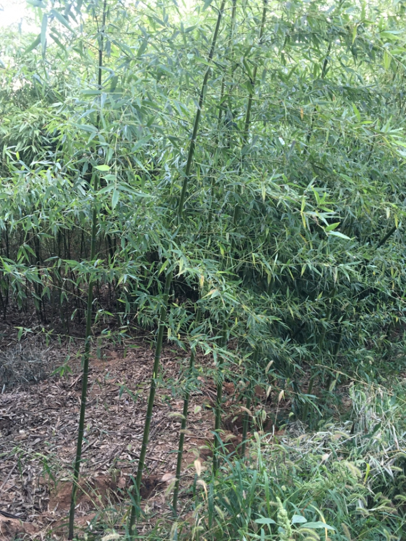 2一3公分竹子3米高需要的朋友联系