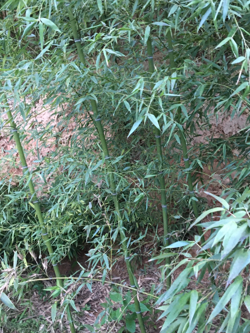 2一3公分竹子3米高需要的朋友联系