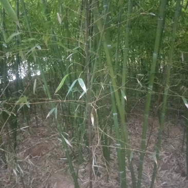 2一3公分竹子3米高需要的朋友联系