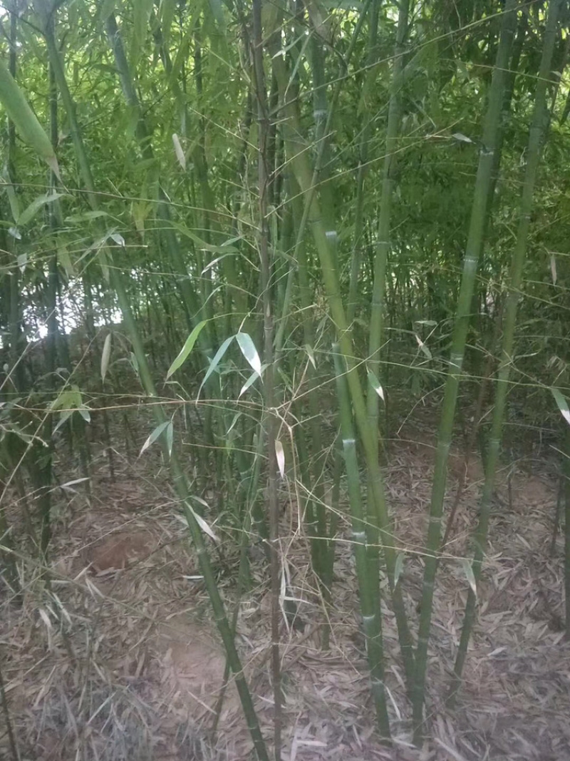 2一3公分竹子3米高需要的朋友联系