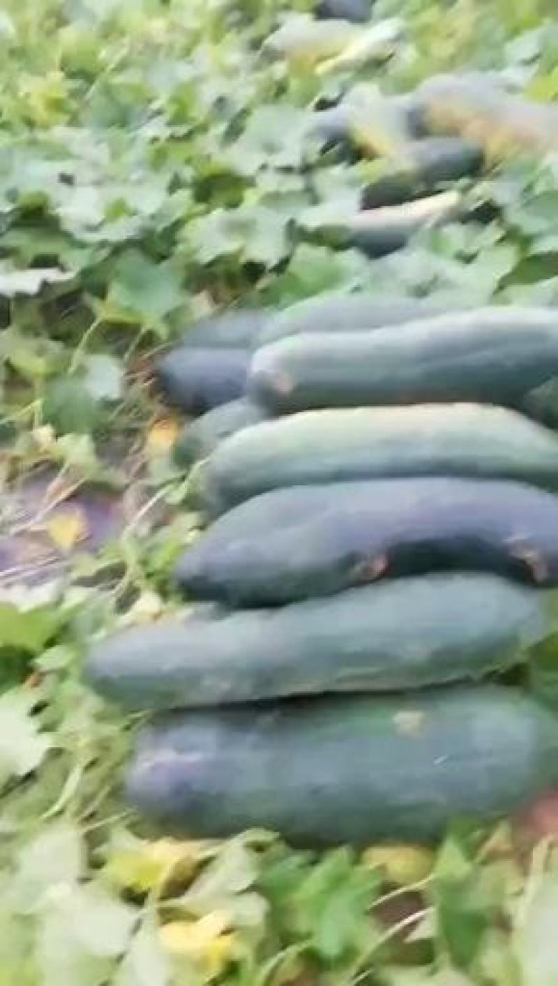 湖北韦卓种植合作社基地种植黑皮冬瓜25斤打底