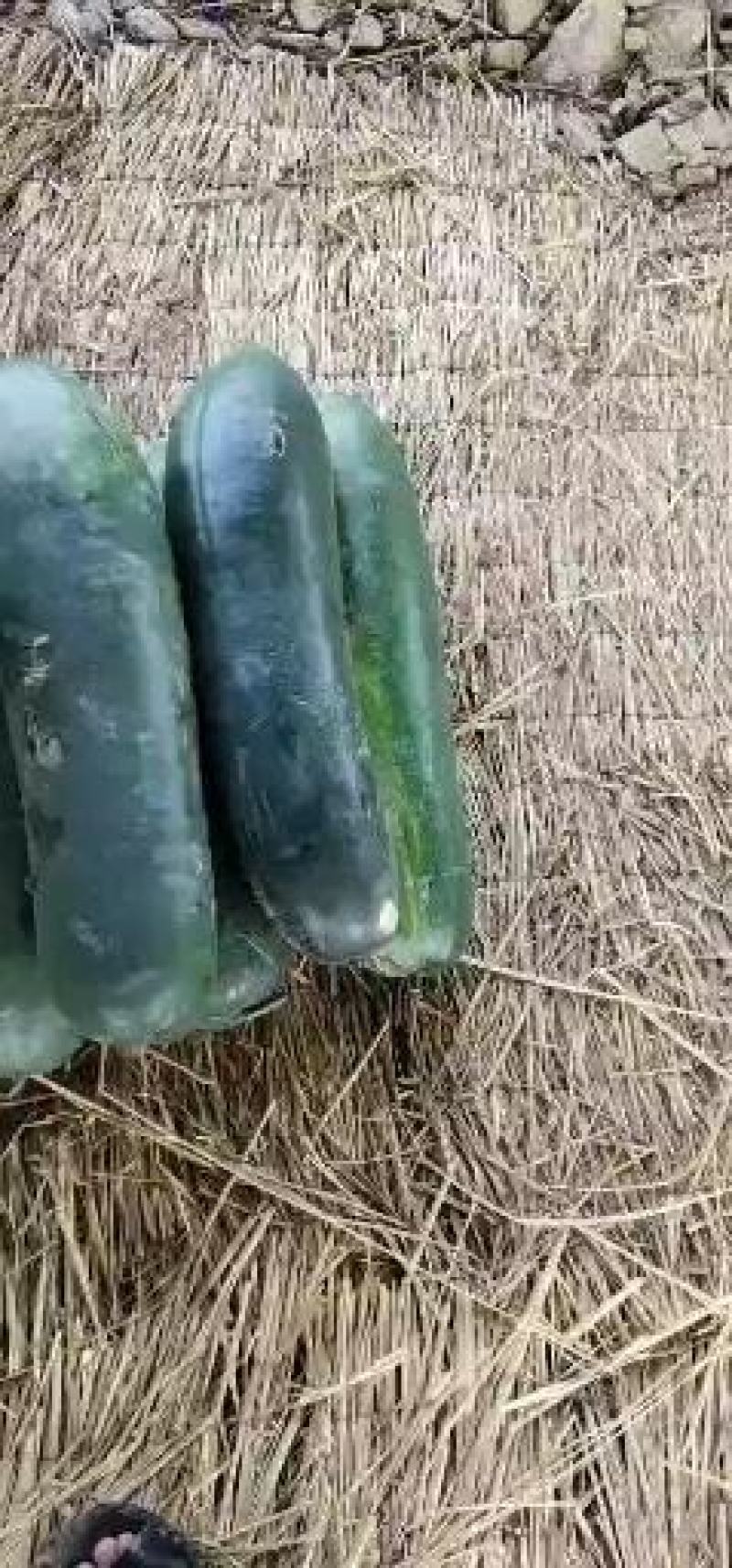 湖北韦卓种植合作社基地种植黑皮冬瓜25斤打底