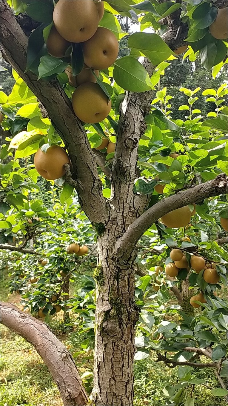 靖州新鲜大个金秋梨，颜色好，个头大，口感好，糖度高。