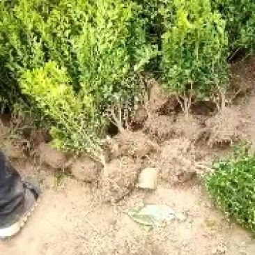 瓜子黄杨小叶黄杨道路庭院绿篱绿化苗木基地直销