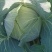 湖北韦卓种植合作社扁包菜3-5斤大量上市中