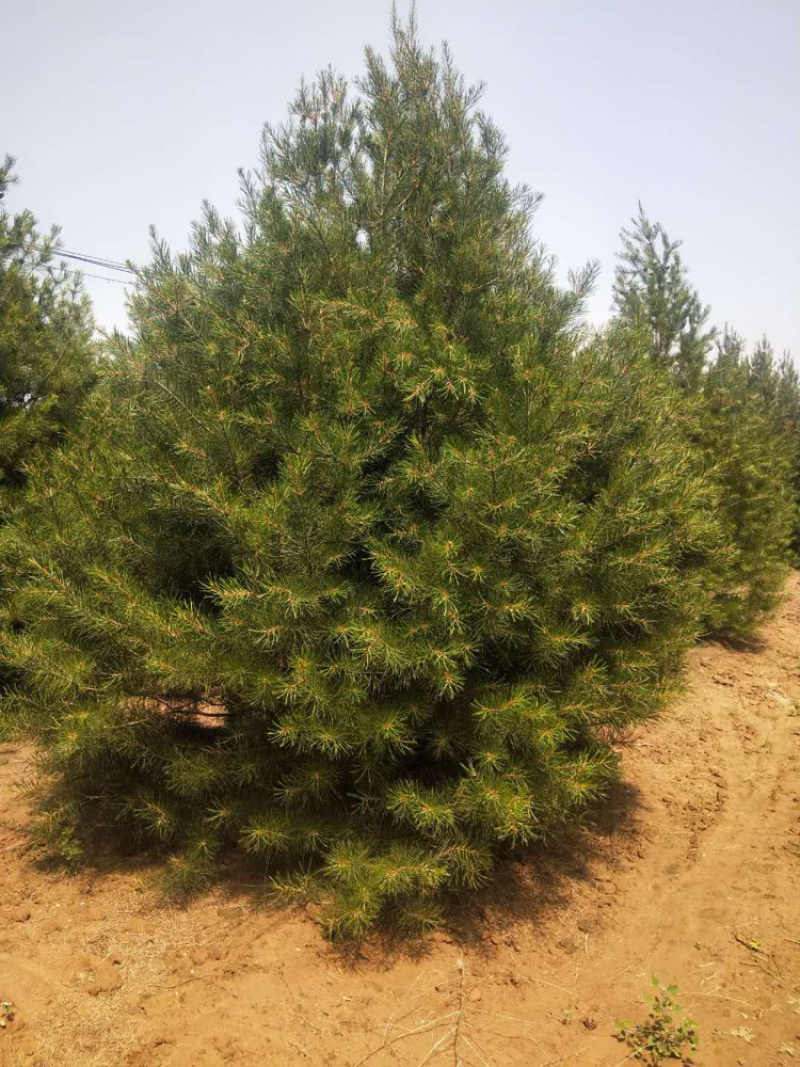 山西运城出售各种精品规格的杯苗，土球白皮松
