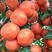砂糖桔树苗优质嫁接橘子树苗适合各地种植基地直发量大从优