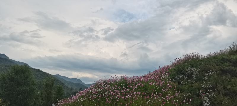 5000亩山林，位于河北省张家口市怀来县对外转租也可合作