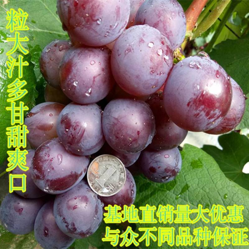 葡萄苗，巨峰嫁接蓝宝石藤稔南北方种植基地直发签约真品包邮