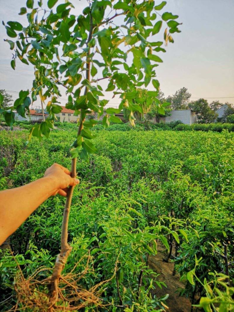 蟠枣树苗优质嫁接枣树苗适合南北方种植品种齐全量大从优