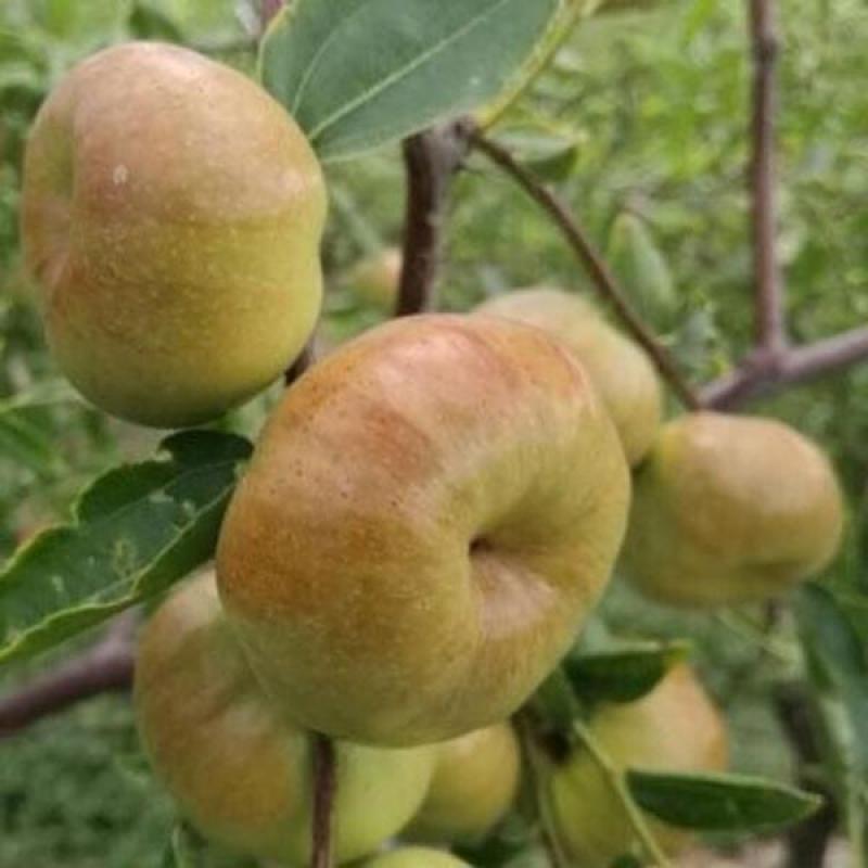 蟠枣树苗优质嫁接枣树苗适合南北方种植品种齐全量大从优