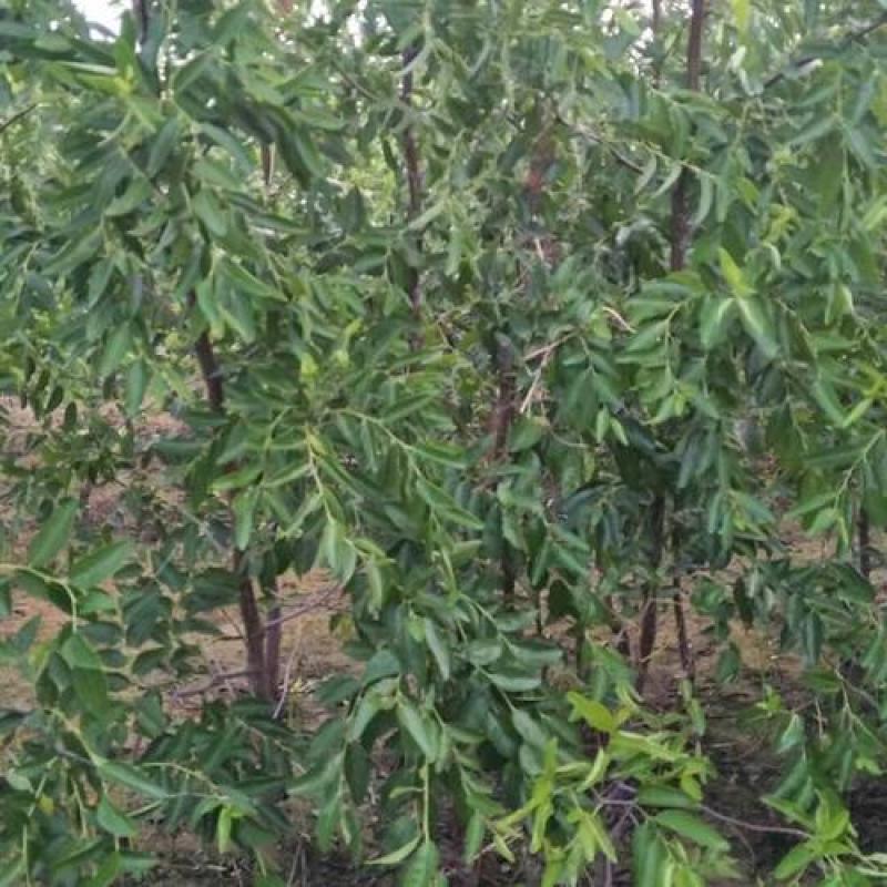 蟠枣树苗优质嫁接枣树苗适合南北方种植品种齐全量大从优