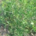 蟠枣树苗优质嫁接枣树苗适合南北方种植品种齐全量大从优