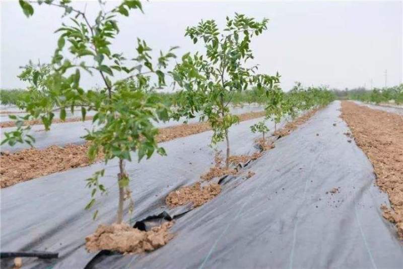 蟠枣树苗优质嫁接枣树苗适合南北方种植品种齐全量大从优