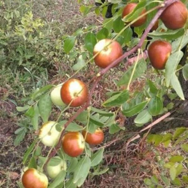 蟠枣树苗优质嫁接枣树苗适合南北方种植品种齐全量大从优
