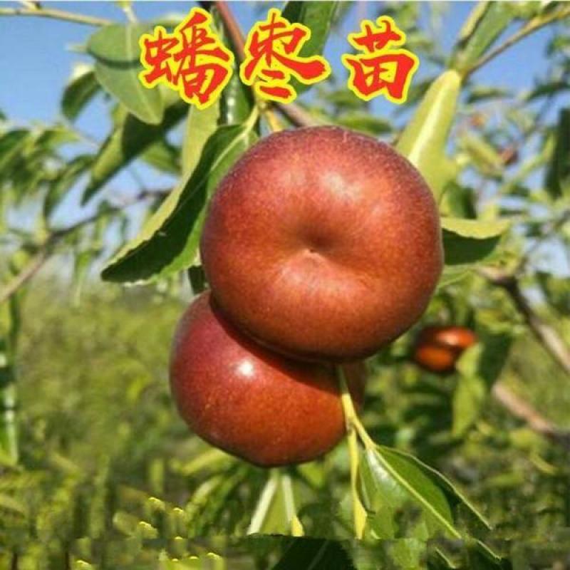 蟠枣树苗优质嫁接枣树苗适合南北方种植品种齐全量大从优