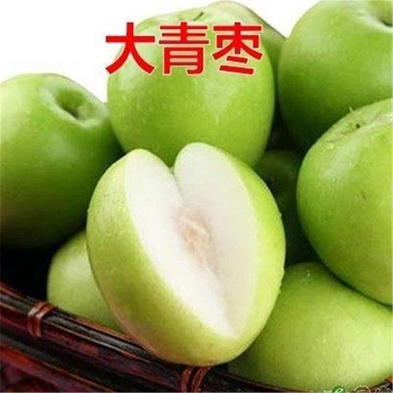 台湾大青枣树苗优质嫁接枣树苗适合各地种植基地直发现挖现发