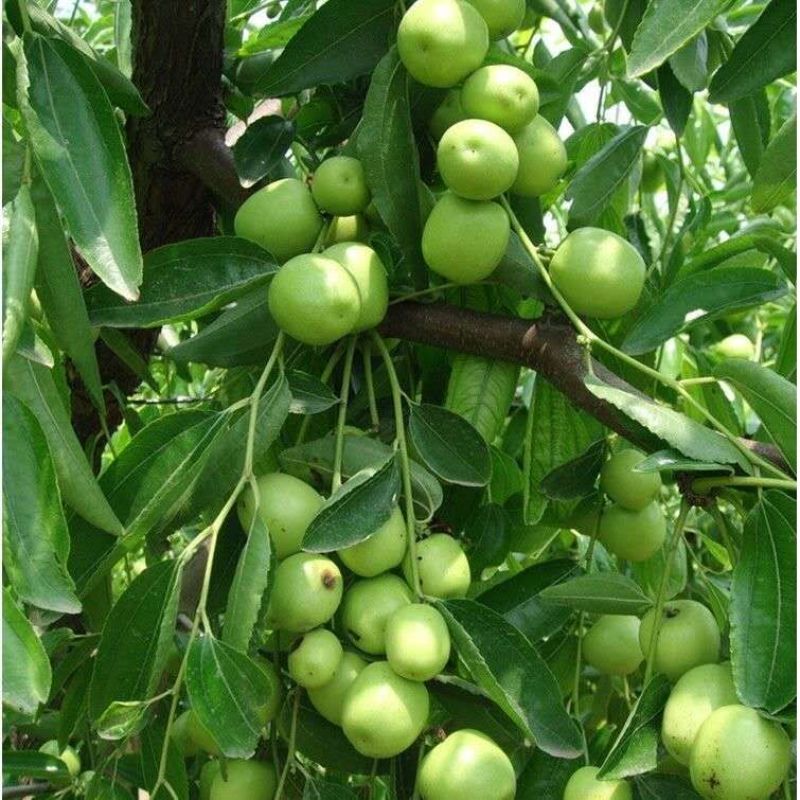 台湾大青枣树苗优质嫁接枣树苗适合各地种植基地直发现挖现发
