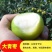台湾大青枣树苗优质嫁接枣树苗适合各地种植基地直发现挖现发