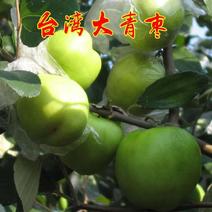 台湾大青枣树苗优质嫁接枣树苗适合各地种植基地直发现挖现发